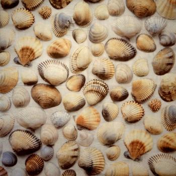 094 Muscheln - 3-lagig (blau) - Home Fashion