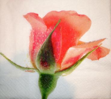 ROS-0429 Rosen - 3-lagig - SALE !