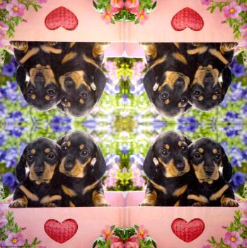 HUN-011 Hunde - 3-lagig