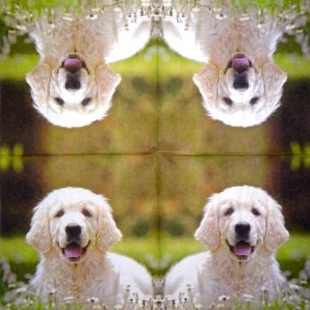 HUN-332 Dogs - 3-ply