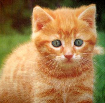 999.020 Katzen - 3-lagig