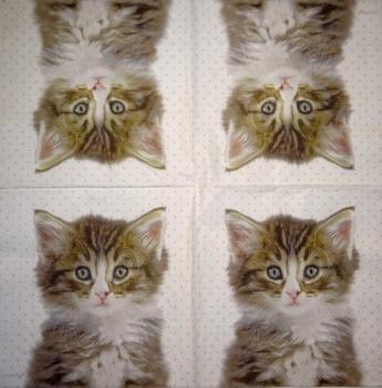 999.085 Cats (85)