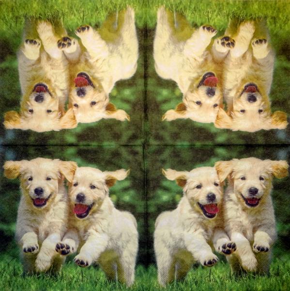 HUN-331 Dogs - 3-ply - Ti-Flair