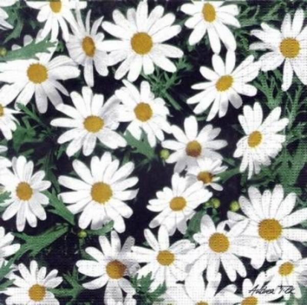 348 Daisies - 3-ply - CS
