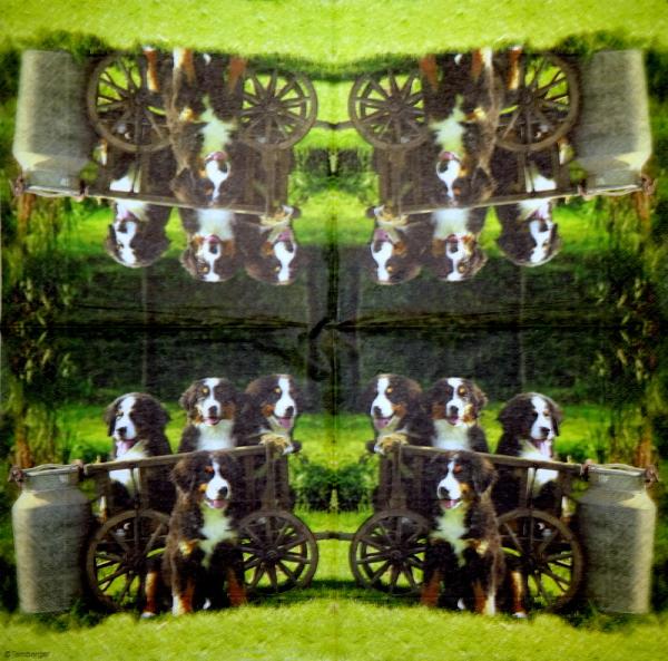 HUN-665 Dogs - 3-ply - Ternberger