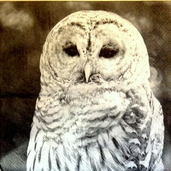 038 Eulen - 3-lagig - Ambiente