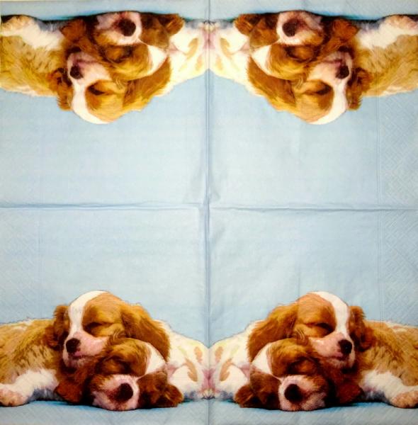 212 Hunde - 3-lagig - Ambiente