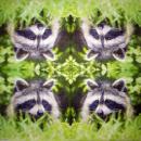 045 Animals Autumn - 3-ply - Atelier