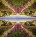 LAV-122 Lavender - 3-ply