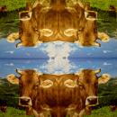 166 Cows - 3-ply - Ti-Flair