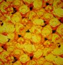 774 Rosen - 3-lagig (1681)