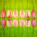 118 Tulpen - 3-lagig - Ambiente