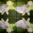 169 Rabbits:  natürlich - 3 ply