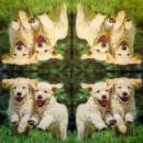 HUN-331 Dogs - 3-ply - Ti-Flair