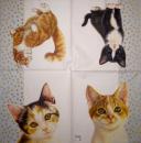 999.177 Cats - 3-ply - Marque Deposee 2008 - Clouet