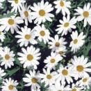 348 Daisies - 3-ply - CS