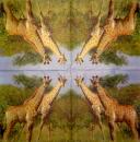 018 Giraffe - 4-ply - Paper Design - Handkerchief