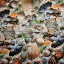 070 Shellfish - 3-ply - Home Fashion