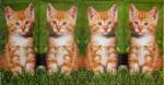 197 Cats - 4-ply - ppd - Mauritius Images - Handkerchief