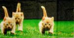 023 Cats - 4-ply - Paper Design - Handkerchief