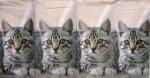 066 Cats - 4-ply - Ihr - Handkerchief