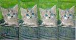 045 Cats - 4-ply - ppd - Shutterstock - Handkerchief