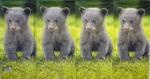 104 Teddy - 4 ply - ppd - Shutterstock - Handkerchief
