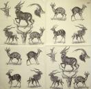 115 Animals Africa: Divers - 3-ply - Paw