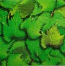 088 Plants - 3 ply - ppd - CS