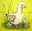 088 Ducks - 3-ply (yellow)