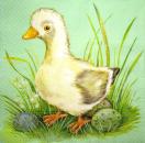 088 Ducks - 3-ply (grün)