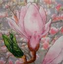 056 Magnolias - 3 ply (pink) - MOLCA