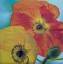 100 Anemones, Poppy - 3-ply - ppd - Krackenberger