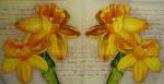 088 Daffodils - 3-ply - Ambiente