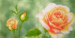 275 Roses - 3-ply (grün) - Ihr