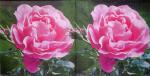 370 Roses - 3-ply - Home Fashion