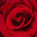 408 Roses - 3-ply - Fasana