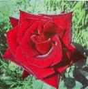 418 Roses - 3-ply - Home Fashion
