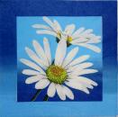 193 Daisies - 3-ply - Home Fashion