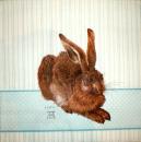 092 Rabbits:  natürlich - 3-ply (blue) - Dürer Rabbit - Ihr