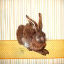 092 Hasen: natürlich - 3-lagig (gelb) - Dürer Hase - Ihr