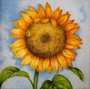 048 Sunflowers - 3-ply (blue) - Chris Piper