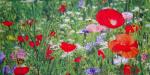 124 Anemones, Poppy - 3-ply - Stewo
