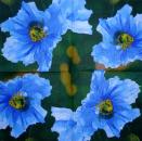 125 Anemonen, Mohn - 3-lagig (blau) - Ihr