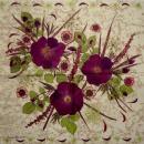 131 Anemones, Poppy - 3-ply - Converting 1998 - Cheryl Welch