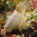 143 Dogs - 3-ply - Ashdene