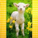097 Sheep - 3-ply - Paper Design