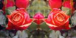 484 Roses - 3-ply - Home Fashion
