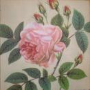 114 Roses - 3-ply