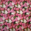 116 Rosen - 3-lagig - Ambiente